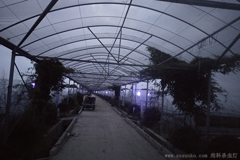 蔬菜种植基地大棚秋葵视频在线观看使用效果
