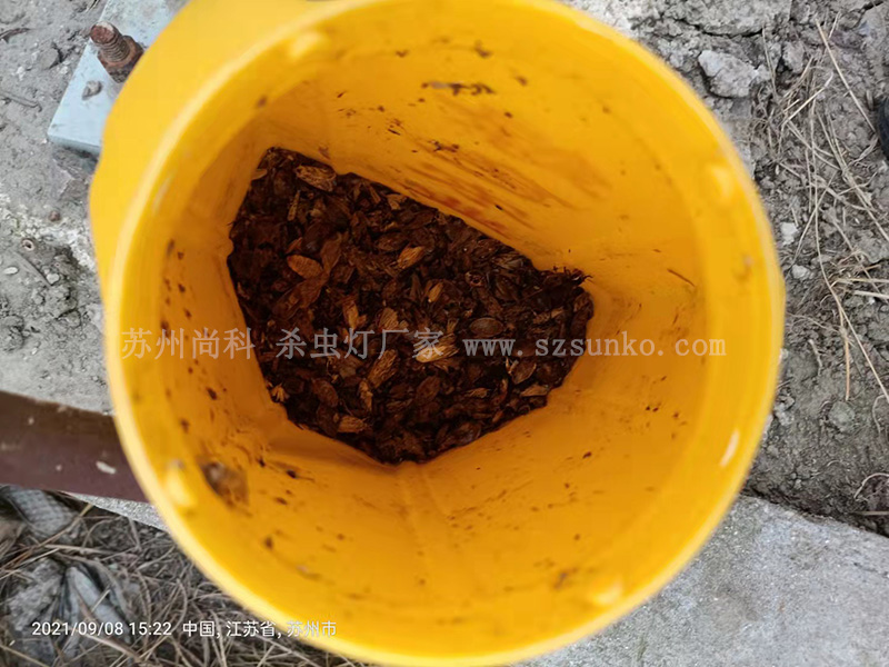 秋葵视频在线观看作用大