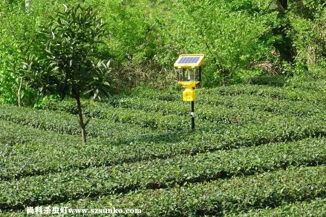 安徽石台县茶园用秋葵视频在线观看绿色防控