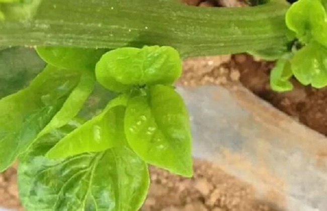 频振式秋葵视频在线观看可杀茶黄螨成虫